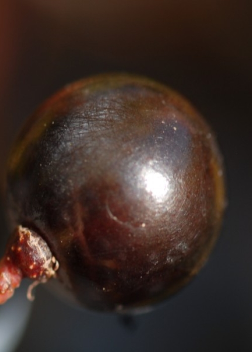 Merlot ANT 1817 (19)